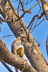 避难所的哺乳动物恒河猴猕皇家巴迪亚国公园巴迪亚公园尼泊尔亚洲图片