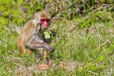 生态系统恒河猴猕皇家巴迪亚国公园巴迪亚公园尼泊尔亚洲栖息地图片