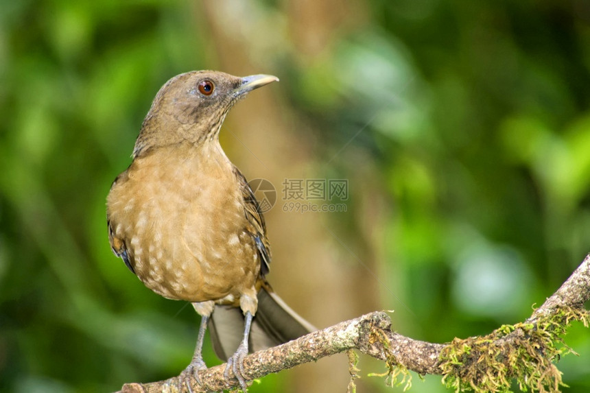 Clay颜色的RobinTurdusGrairi热带雨林哥斯达黎加中美洲罗宾森林鸟类学图片