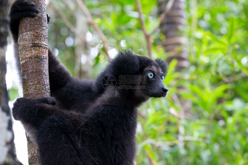 眼睛毛皮马达加斯热带雨林中的Indri狐猴肖像马达加斯热带雨林中的狐猴肖像非洲人图片