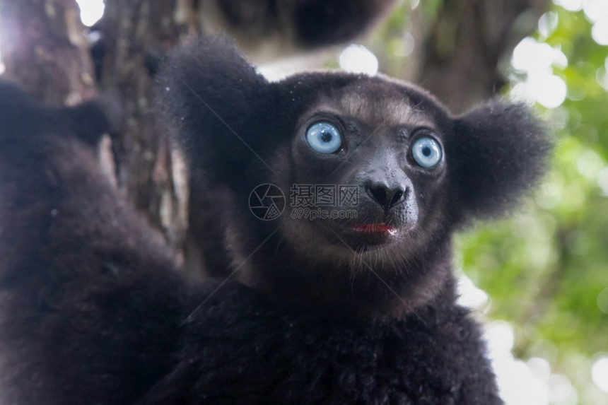 旅游领导者马达加斯热带雨林中的Indri狐猴肖像马达加斯热带雨林中的狐猴肖像因德里图片