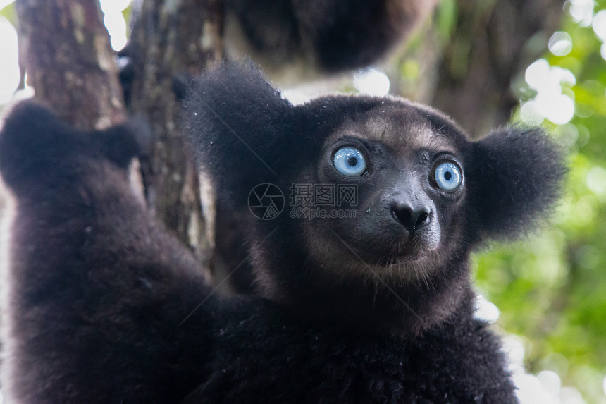 濒危象征马达加斯热带雨林中的Indri狐猴肖像马达加斯热带雨林中的狐猴肖像黑色的图片