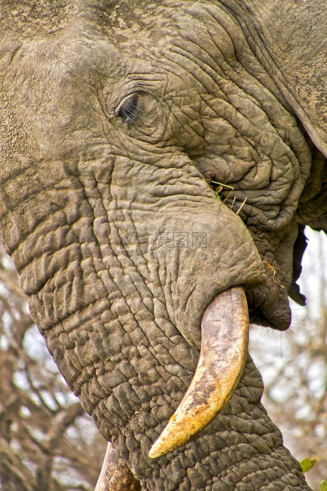 大象非洲Loxodonta克鲁格公园南非洲环境的皮肤图片