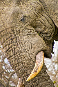 大象非洲Loxodonta克鲁格公园南非洲环境的皮肤图片