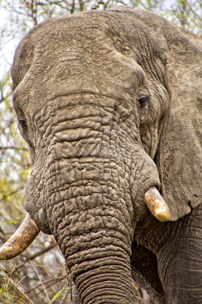 大象非洲Loxodonta克鲁格公园南非洲苹果浏览器可爱的观察图片