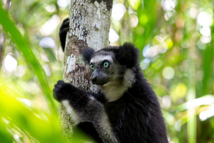 树上的一只Indri狐猴注视着公园的游客狐猴注视着公园的游客岛最大毛皮图片