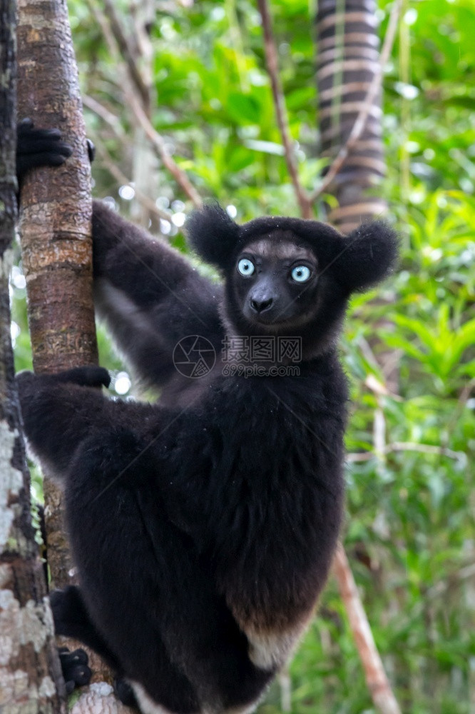 树上的一只Indri狐猴注视着公园的游客狐猴注视着公园的游客眼睛动物旅行图片