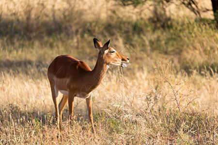 肯尼亚大草原的黑斑羚羊肖像肯尼亚大草原的黑斑羚羊肖像环境鹿桑布鲁图片