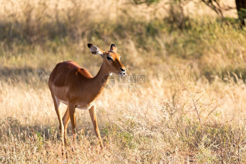 肯尼亚大草原的黑斑羚羊肖像肯尼亚大草原的黑斑羚羊肖像公园马拉环境图片