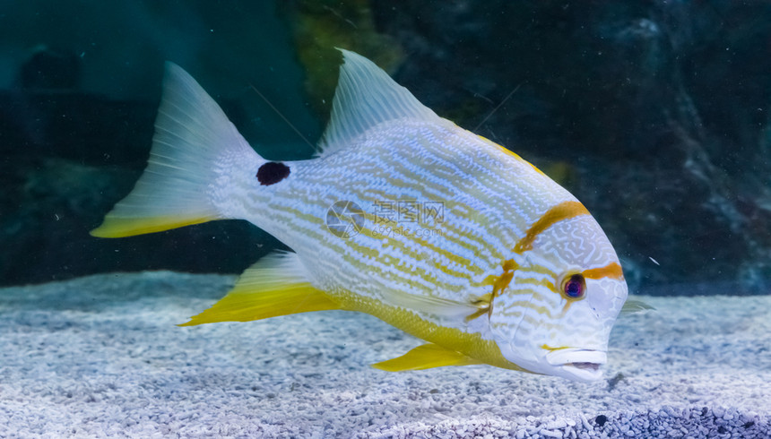 礁蝴蝶鱼太平洋带有黑色斑点充满活力的多彩大鱼白色热带黄条纹鱼图片