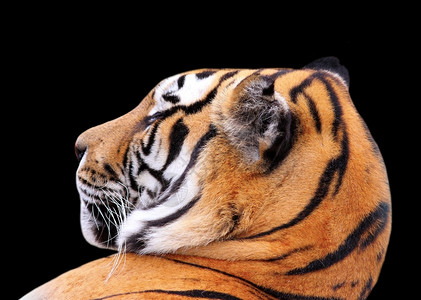 肉食动物孤立黑暗背景的彩色老虎头眼睛西伯利亚图片