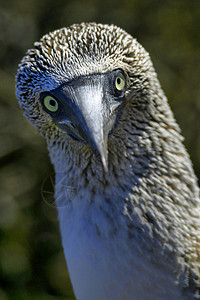 蓝脚鲣鸟动物自然高清图片