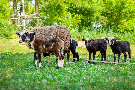夏天绿色牧场上的罗曼诺夫绵羊Romanovskaya绵羊和绿色牧场上的羔羊Romanovskaya绵羊和羔生物放牧背景
