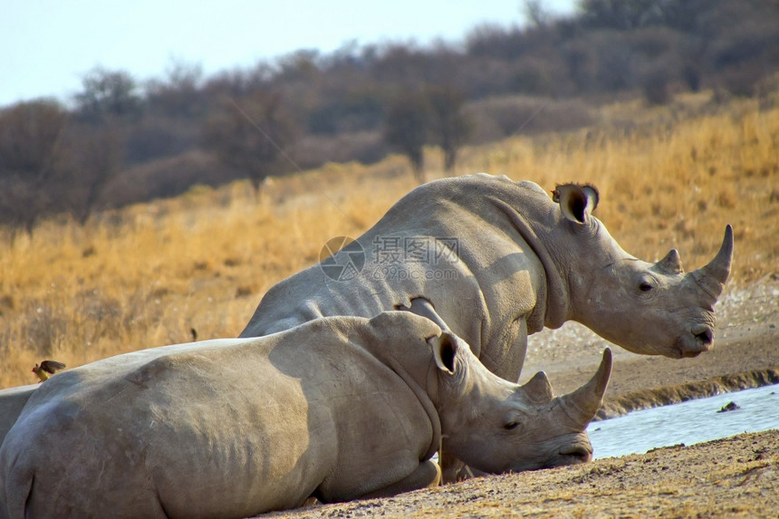 肖像旅游白犀牛金平方状犀牛KhamaRhinoSanctuary博茨瓦纳非洲生物学图片