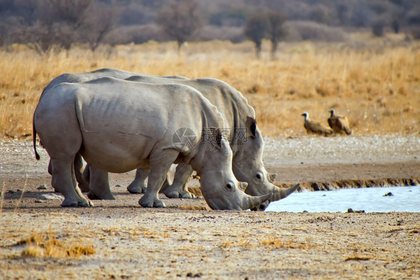 预订喇叭白犀牛金平方状犀牛KhamaRhinoSanctuary博茨瓦纳非洲动物学图片