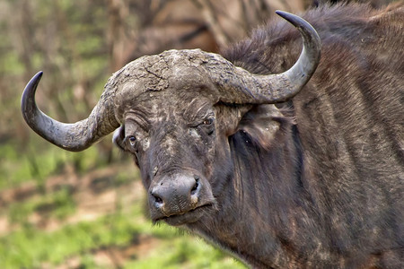 生态系统脊椎动物公牛南非克鲁格公园SyncerusCaffer图片