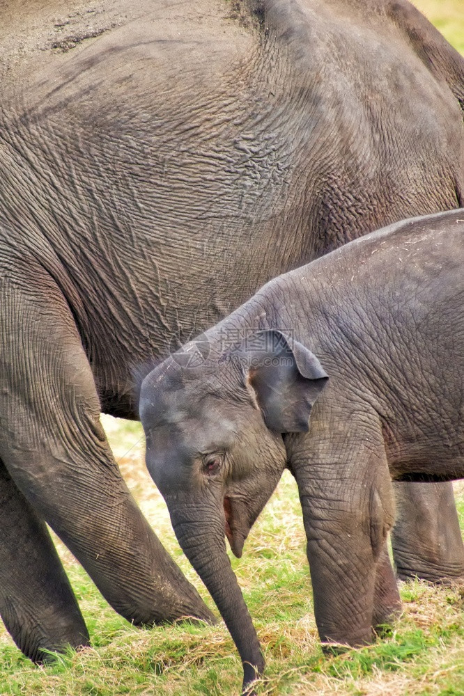 草食动物群斯里兰卡大象ElephasmaximusmaximusMinneriya公园斯里兰卡亚洲预订图片