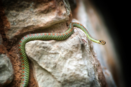 结石201年4月选择岩石上闪亮彩色的天堂蛇身体高清图片