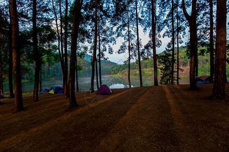 在松树下露营帐篷在泰国梅红子PangUng湖阳光照下扎营旅游翁树木图片