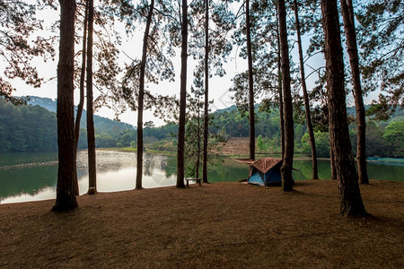 日落景观冒险在松树下露营帐篷图片