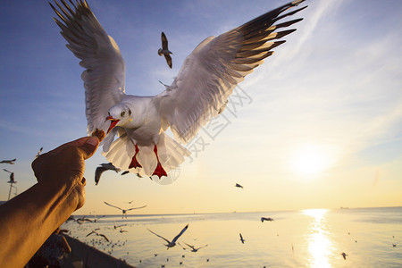 向海鸥鸟提供手工喂养同时在空中盘旋复制眼睛悬停图片