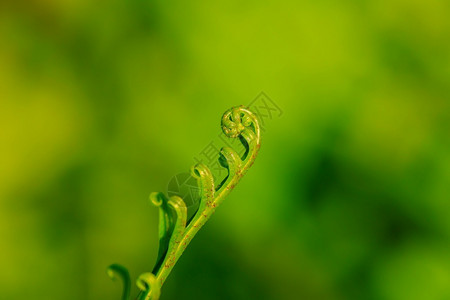 蜈蚣新的滚动自然松叶轧制图片