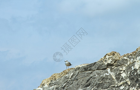 支撑海洋夏天一只鸥站在蓝天下岩石上图片