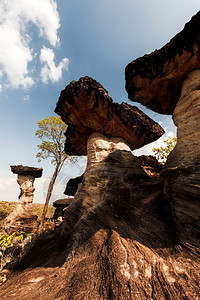 靠近位于泰国旅游目的地PhaTaem公园湄河附近的古老高原蘑菇上岩景观的森林背景图片