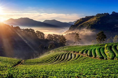 装备成熟泰国清迈市DoiAngKhang上美丽的草莓花园和日出麦背景图片
