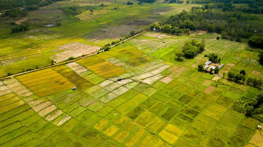 抽象的美丽梯田水稻图象RiceTerraceAirshot亚洲人天线图片
