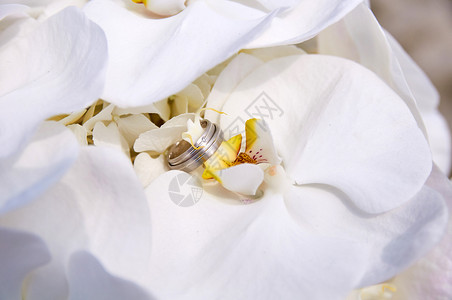 浪漫粉色的自然带有兰花和戒指的结婚束图片