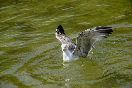 滑翔荒野海鸥在水中池塘的一望翱翔图片