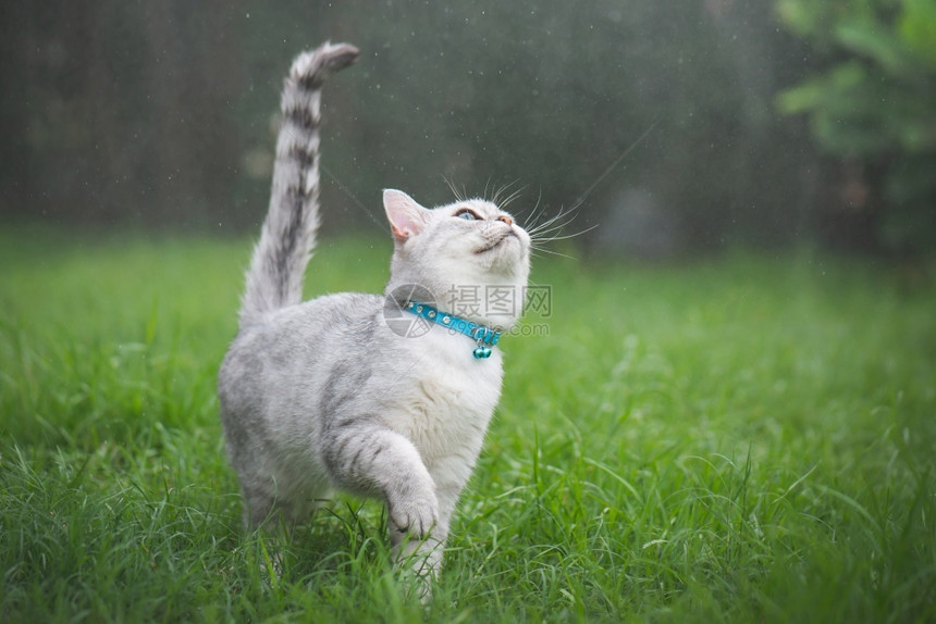 雨天公园里玩耍的猫咪图片