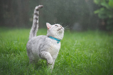 雨天公园里玩耍的猫咪图片