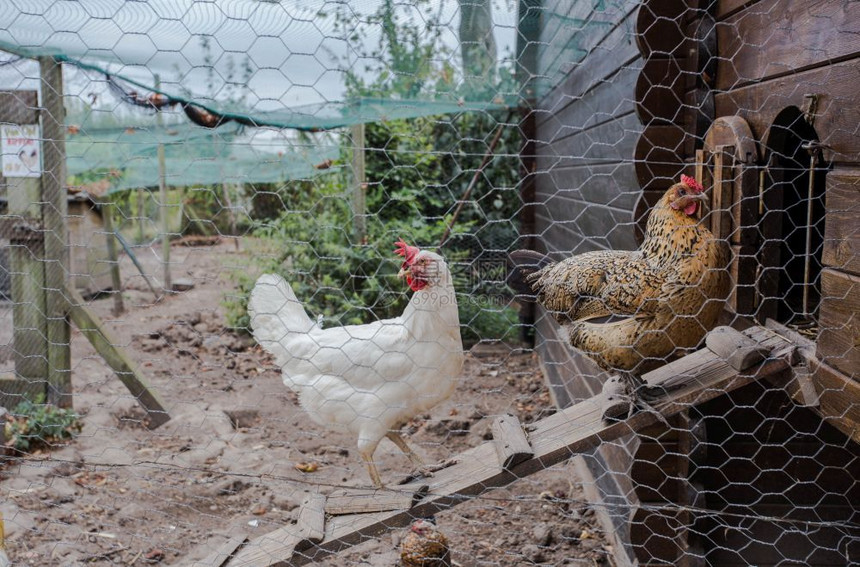 牧场肉鸡自由住宅区后院的鸡舍农家子里的母鸡动物住宅区后院的鸡舍农家子里的母鸡图片