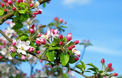 一只蜜蜂在棵盛开的苹果树上物种飞白色的图片
