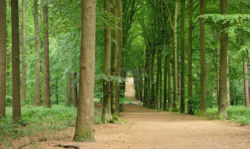 小路射线夏季森林树木自然绿色材阳光背景荷兰夏季森林树木自然绿色材阳光背景季节图片