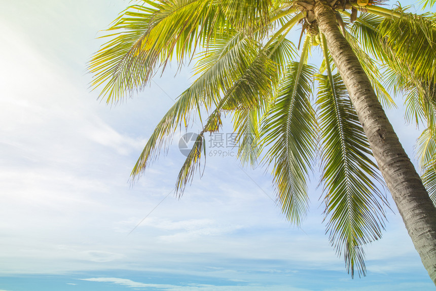 植物风景夏假和自然旅行冒险概念在热带海滩岸与蓝色天空相对的椰子棕榈树快乐的图片