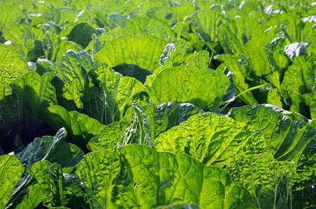 食物园艺健康田间新鲜绿菜卷心种植的近视图片