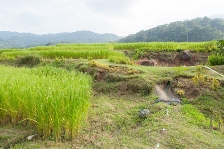 农村谷山区的业地山上有稻米和水果农场天气寒冷山上候草图片