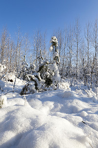 照片拍摄于冬季降雪之后的树上照片拍摄于冬季浅的树木水晶图片
