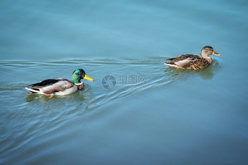 后代翅膀在蓝水上漂浮两只野生游鸭雄鸟和雌禽在水生野动物中对家禽进行追踪以清晰的池塘自然平衡方式相互跟踪鹅图片
