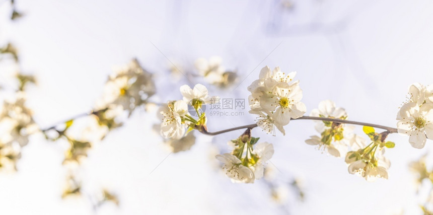 美丽的白色樱花图片