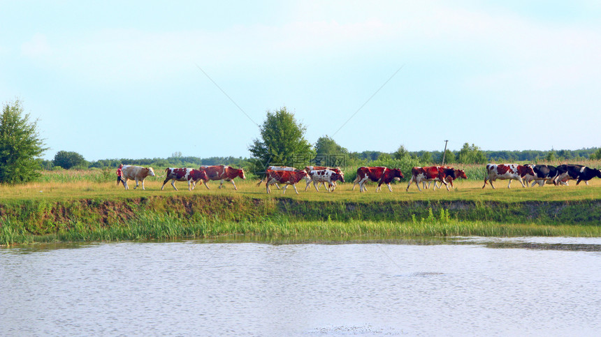 奶牛在夏季的绿色农场牧上放景观与多云的天空和奶牛在湖附近的草地上放牧奶牛在湖附近吃绿草全景湖与甘蔗和家养农场动物奶牛在湖全景附近图片