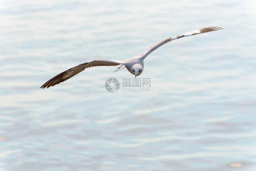 砰吸引力海滨动物在美丽的自然景观中为背特写前海鸥一只鸟在面上快乐地飞翔在泰国北榄府邦普娱乐中心著名的旅游胜地特写前海鸥在天空中快图片