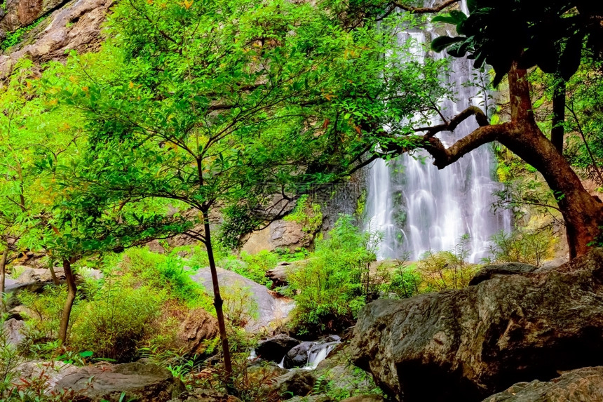 苔藓雨水林的瀑布树流动图片