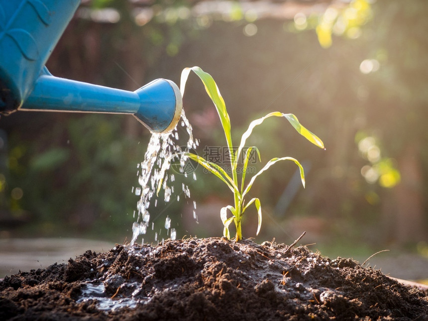 播种日落时在肥沃土壤中生长的青幼植物用手浇水在肥沃土壤中发芽在日落时可以饮水农业绿色图片
