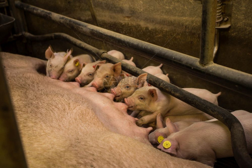 猪圈可爱的妈和她小一起被关在笼子里养殖场动物猪妈和她的小在养殖场被锁笼子里孩们图片