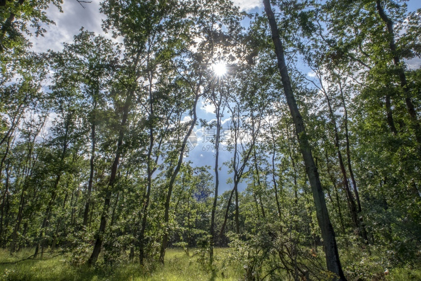 林中和太阳之间从下到上观察的长高树木水平视图叶旅行夏天图片