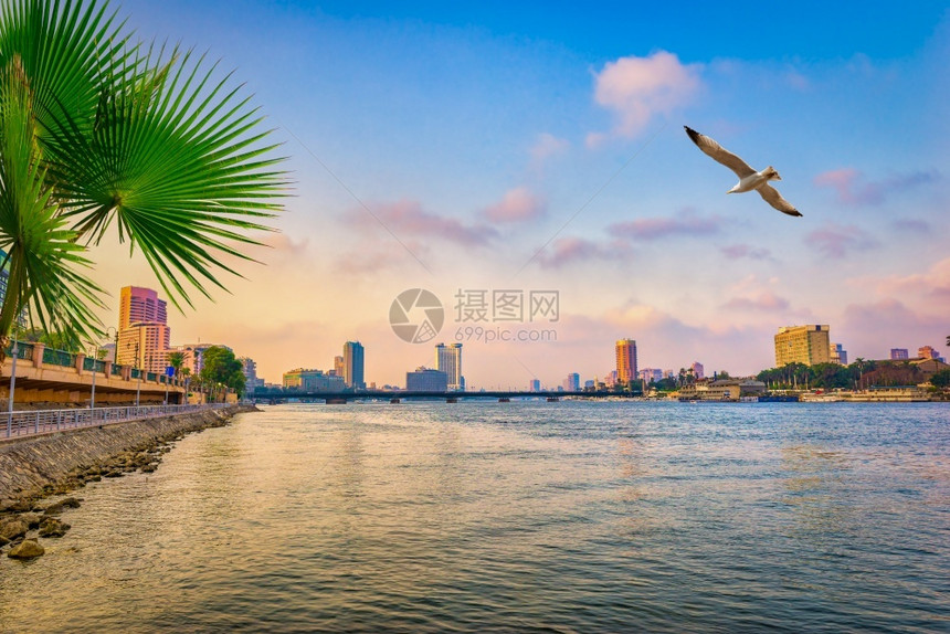 蓝色的鸟开罗尼河市中心区开罗水图片